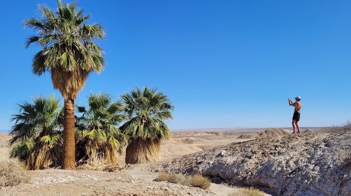 Herb stalking the 5 Palm Oasis